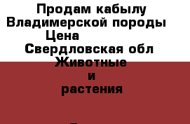 Продам кабылу Владимерской породы › Цена ­ 240 000 - Свердловская обл. Животные и растения » Другие животные   . Свердловская обл.